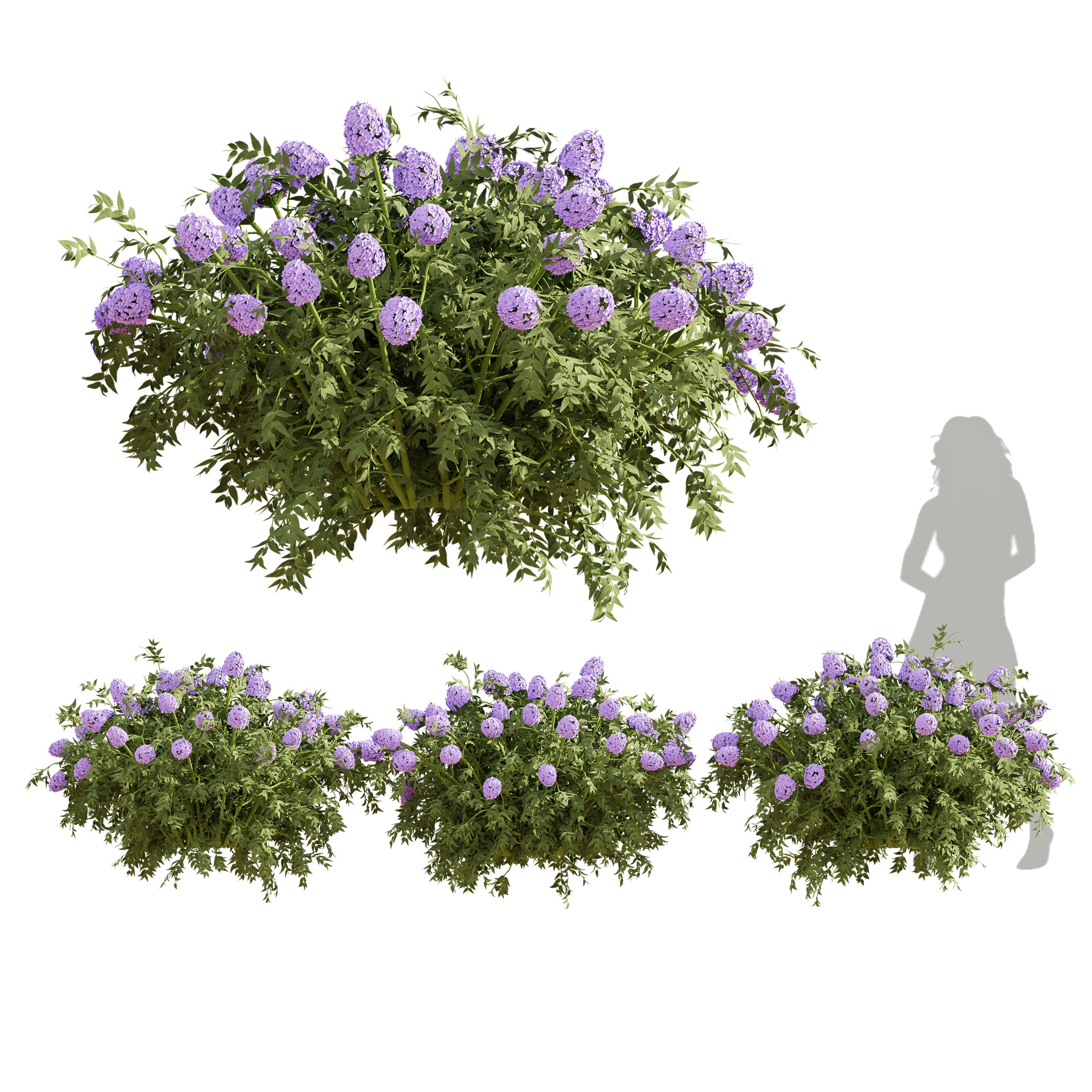 Bushes and Flowering 02